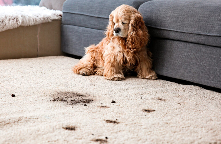 How to keep your home clean with pets: smart tips for managing fur and eliminating odors